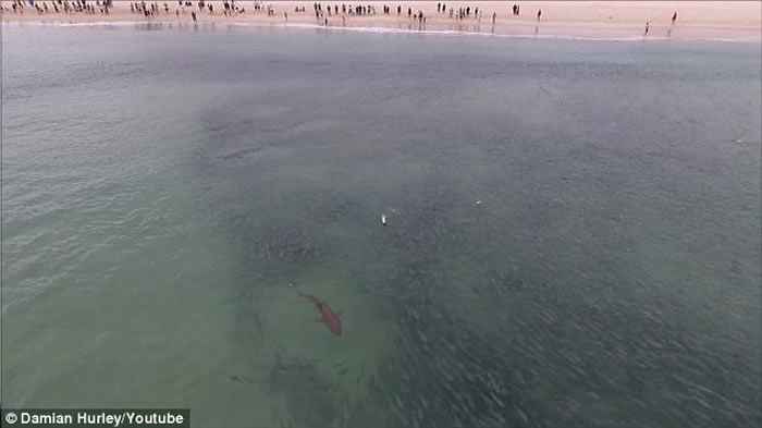澳洲芬戈尔湾海滩大批鲻鱼涌现吸引鲨鱼空群出动