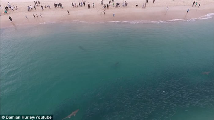 澳洲芬戈尔湾海滩大批鲻鱼涌现吸引鲨鱼空群出动