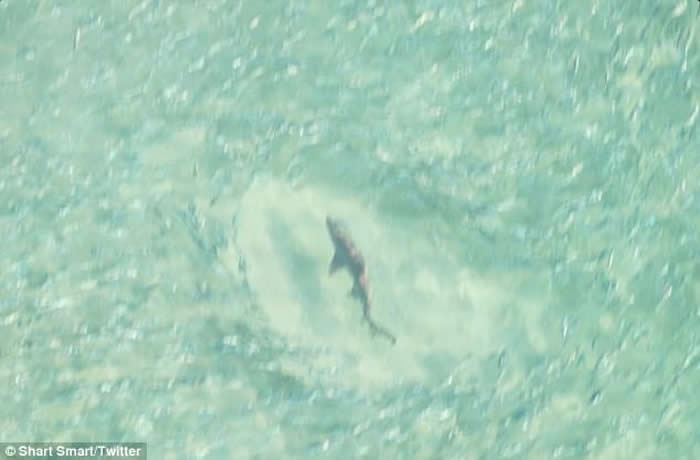 澳洲芬戈尔湾海滩大批鲻鱼涌现吸引鲨鱼空群出动