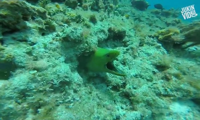 潜水员海底礁岩中偷摸海鳗 转头惊见身后洞口探出头来