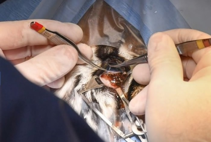 �Ǵ��������̷�������λҽ��С��������