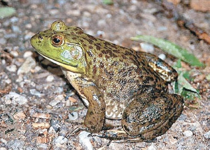在韩国部分地方,民众视牛蛙为佳肴,惟导致有人误食蟾蜍丧生。(资料图片)