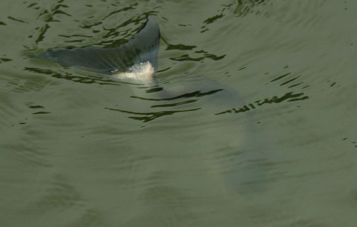“鱼坚强”:广东顺德长鹿旅游休博园河涌“鱼怪” 大头鱼身体严重弯曲