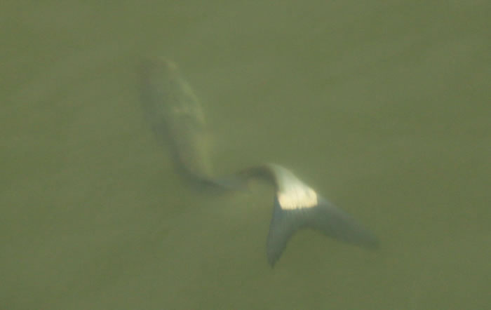 “鱼坚强”:广东顺德长鹿旅游休博园河涌“鱼怪” 大头鱼身体严重弯曲