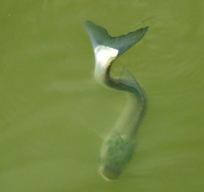 “鱼坚强”:广东顺德长鹿旅游休博园河涌“鱼怪” 大头鱼身体严重弯曲