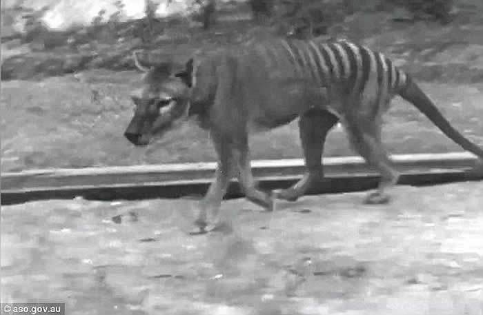 澳洲内陆袋狼的世纪之谜:发现“塔斯马尼亚虎”毛发?