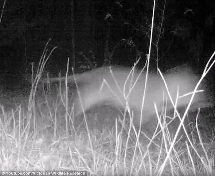 澳洲内陆袋狼的世纪之谜:发现“塔斯马尼亚虎”毛发?