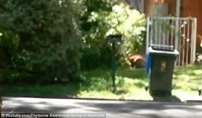 澳洲内陆袋狼的世纪之谜:发现“塔斯马尼亚虎”毛发?