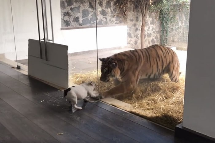 黑豹白虎基金会公布影片:小小法国斗牛犬竟敢对着老虎和豹狂吠