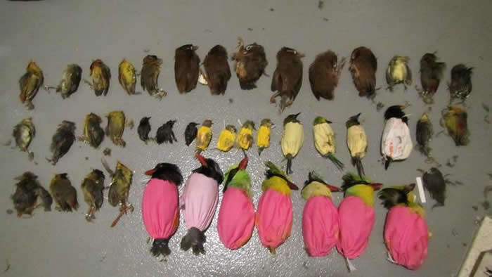 ������������������ͼ��Խ����˽93ֻ���������뾳