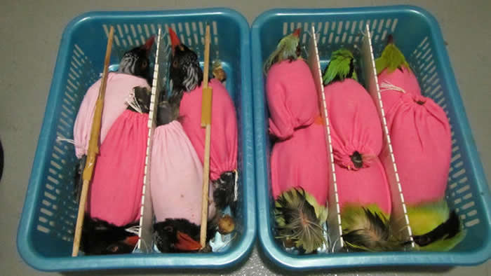 ������������������ͼ��Խ����˽93ֻ���������뾳