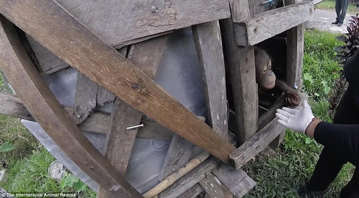 印尼红毛猩猩受困木箱2年 获救后不敢看人类