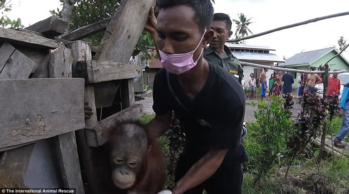 印尼红毛猩猩受困木箱2年 获救后不敢看人类