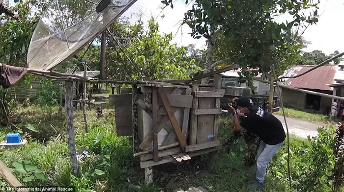 印尼红毛猩猩受困木箱2年 获救后不敢看人类