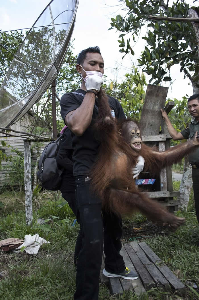 印尼红毛猩猩受困木箱2年 获救后不敢看人类