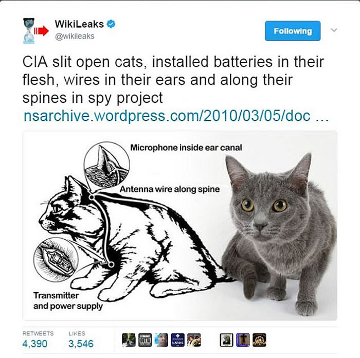 维基解密:美国中央情报局(CIA)以植入监听仪器的活猫去收集敌方情报