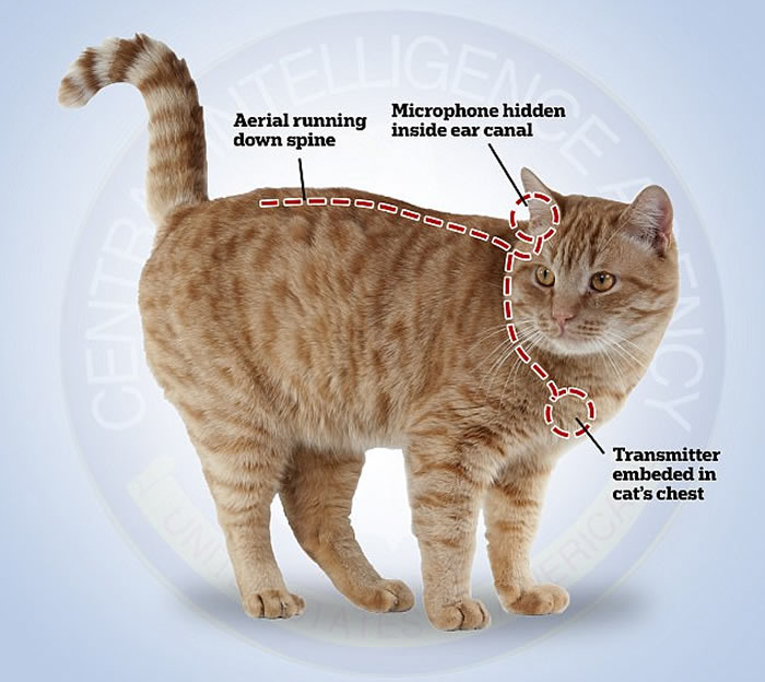 维基解密:美国中央情报局(CIA)以植入监听仪器的活猫去收集敌方情报