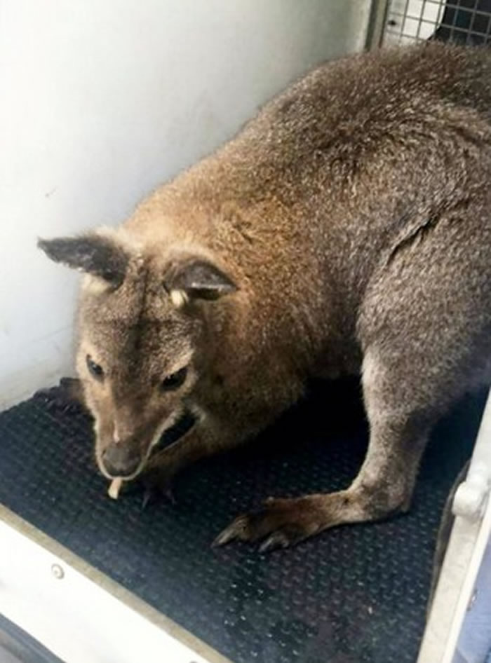 ��ֻä�۴���Ȼһ·����6.4���û����Ϊ������������������̫�����ˡ�