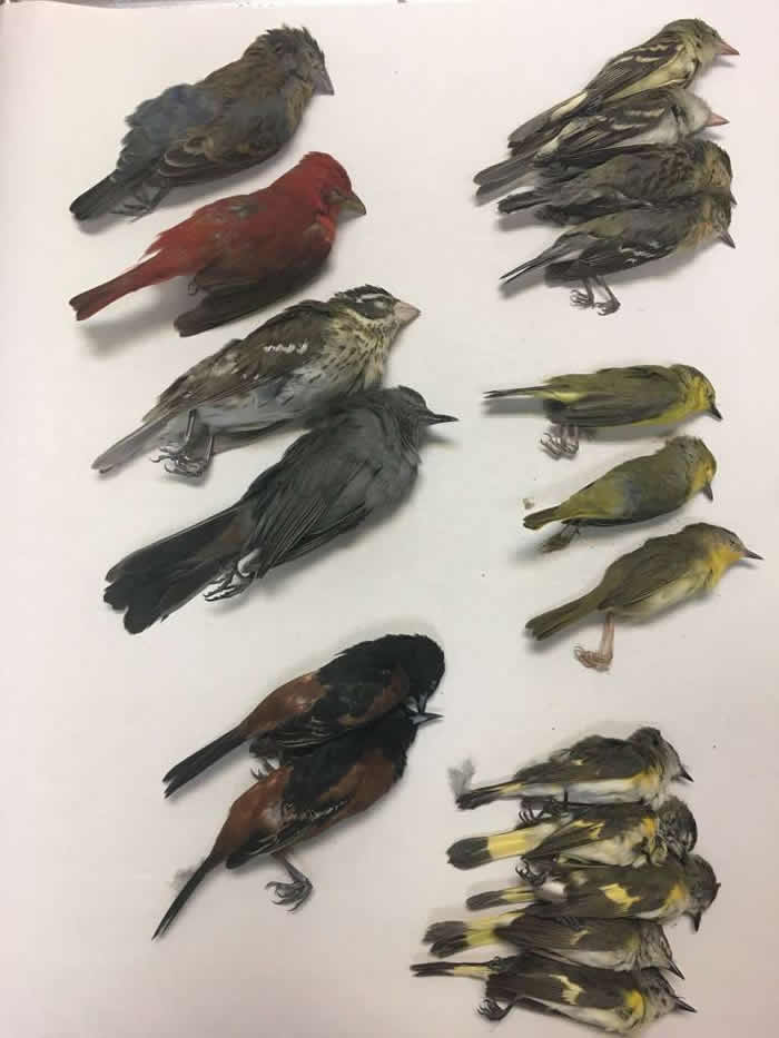 ����ײ��Ħ���¥ �����������޵�400ֻ��ͬ����ĺ����������¿���˹�ݼ�������