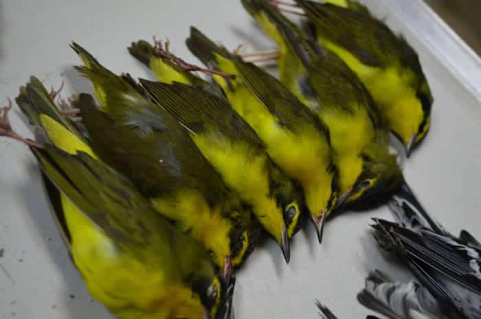 ����ײ��Ħ���¥ �����������޵�400ֻ��ͬ����ĺ����������¿���˹�ݼ�������