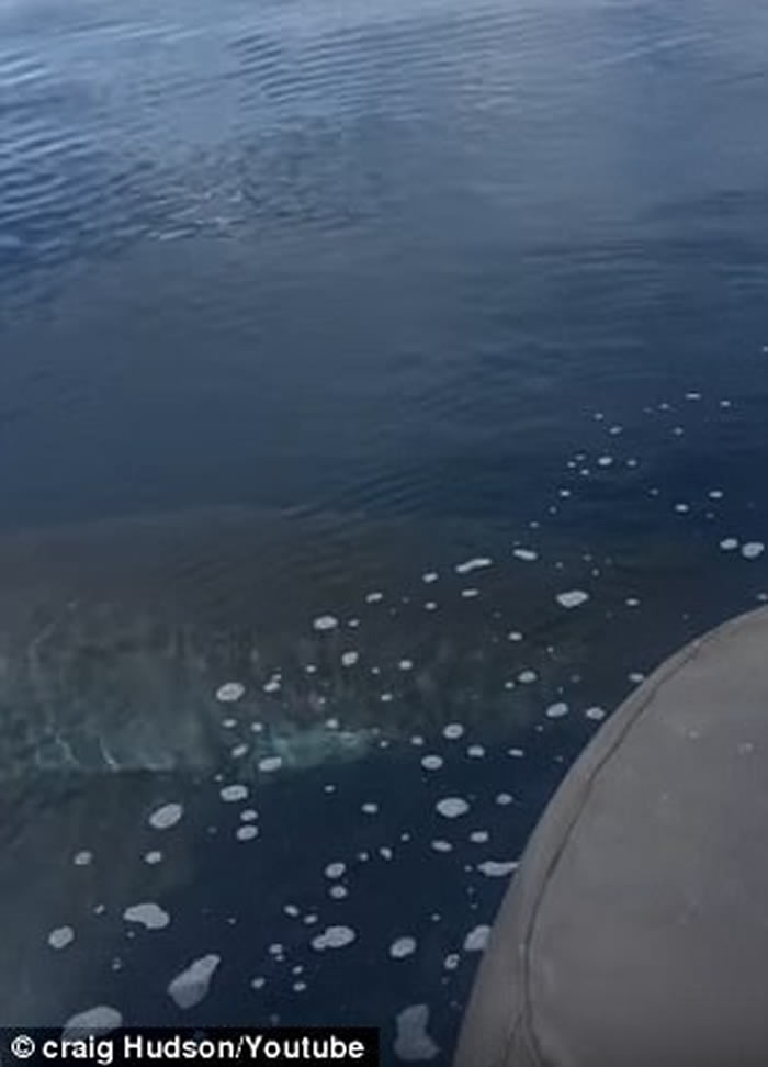 澳洲巴瑟尔顿父子出海垂钓遇巨大大白鲨 吓得相机都拿不稳
