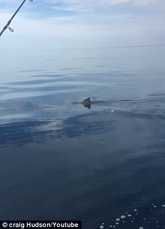 澳洲巴瑟尔顿父子出海垂钓遇巨大大白鲨 吓得相机都拿不稳