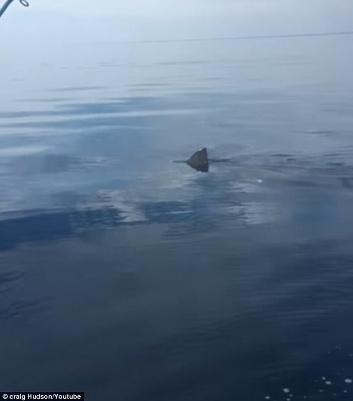 澳洲巴瑟尔顿父子出海垂钓遇巨大大白鲨 吓得相机都拿不稳