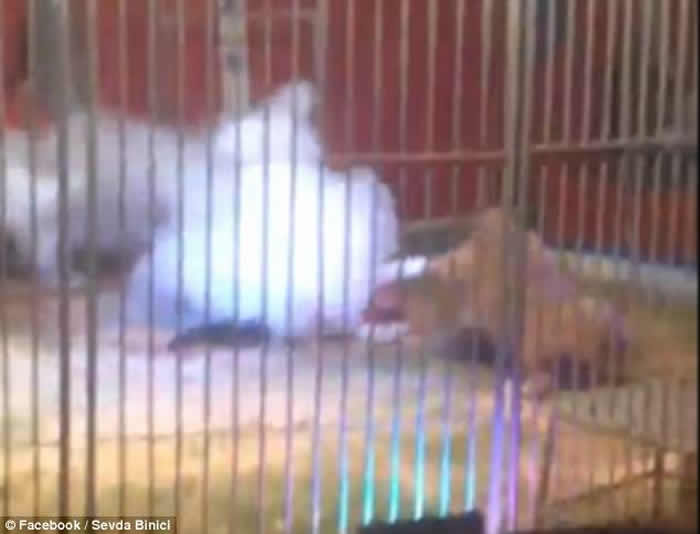 Ϸűݷ⣺ѱʦʨӹͬݳʱʨӹ