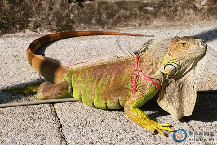 佳乐水潮间带是绿鬣蜥重要的觅食处,因此将绿鬣蜥误认鳄鱼的可能性很大。(图/记者周宸亘摄)