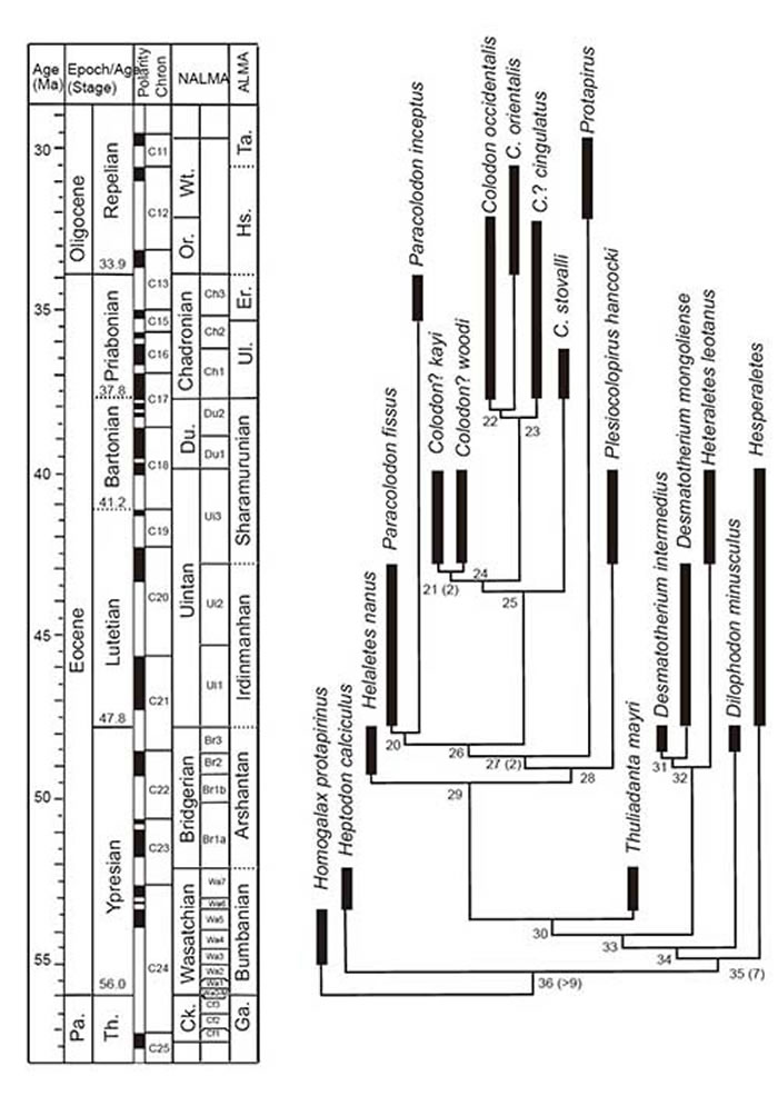 Paracolodon fissusDesmatotherium mongolienseеϵͳλãױͼ