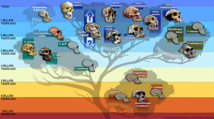 21ͷֵʯȫ¹ࡰˡHomo naledi