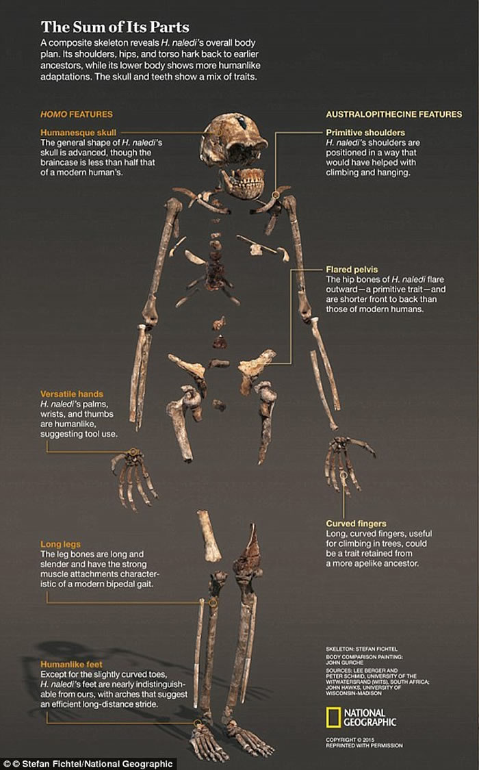 21ͷֵʯȫ¹ࡰˡHomo naledi