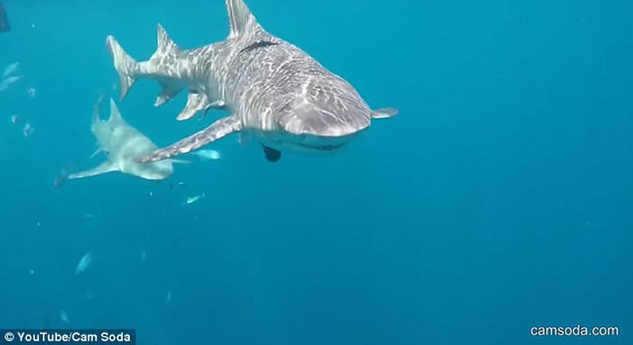 35AVŮMolly Cavalliںʱҧ ҵ߱