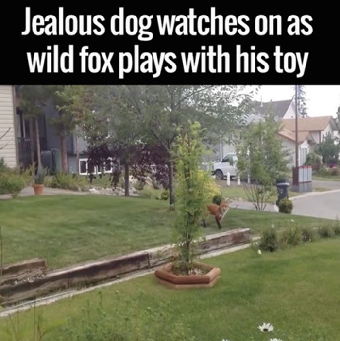 发现狗狗在叫的狐狸看了一下屋内