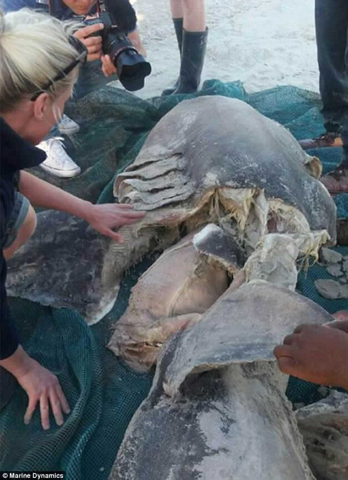 南非观鲨景点杭斯拜海岸的大白鲨被以奇怪方式杀害:“超级精准的手术”方式去除肝脏