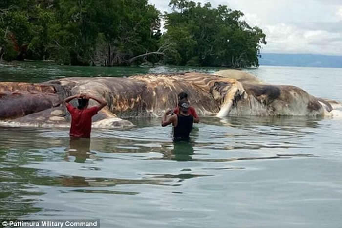 海怪现身？印尼马鲁古省岛屿岸边发现奇怪白色海洋生物尸体，疑为腐烂鲸尸。