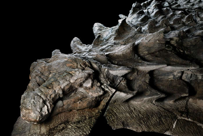 ôRoyal TyrrellչĽ̹ˡʯ ھ1.1ǰİѼ