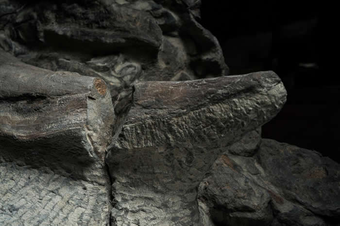 ôRoyal TyrrellչĽ̹ˡʯ ھ1.1ǰİѼ