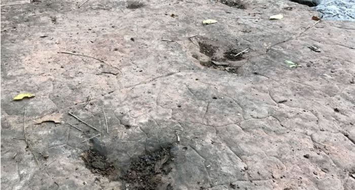 贵州习水县河边疑似发现60多枚恐龙脚印化石
