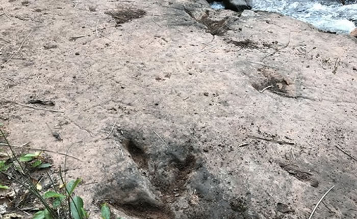 贵州习水县河边疑似发现60多枚恐龙脚印化石