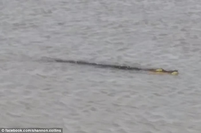 ��������������Ī�ȶ��廮��ľ�����ӱ�������β��