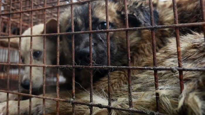 广西玉林狗肉节今年禁售香肉