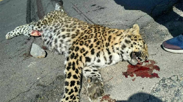 ɽ���괨�����޹�·����һֻ���ɱ�����ײ���Ľ�Ǯ��