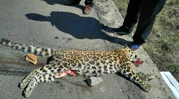 ɽ���괨�����޹�·����һֻ���ɱ�����ײ���Ľ�Ǯ��