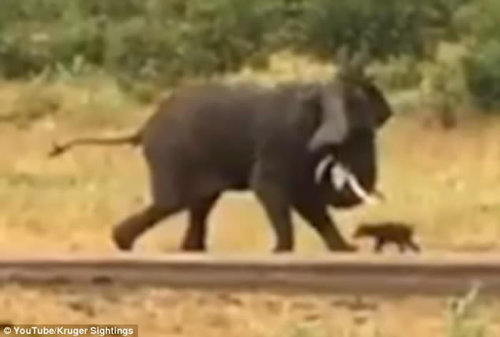 �Ϸǿ�³����ҹ�԰�¸�Сˮţ���˴���