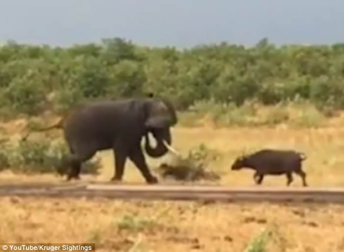 �Ϸǿ�³����ҹ�԰�¸�Сˮţ���˴���