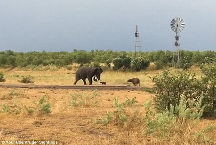 �Ϸǿ�³����ҹ�԰�¸�Сˮţ���˴���