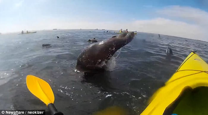 �������ױ����ֶ�ά˹�庣��Ծ��ˮ��ײ������