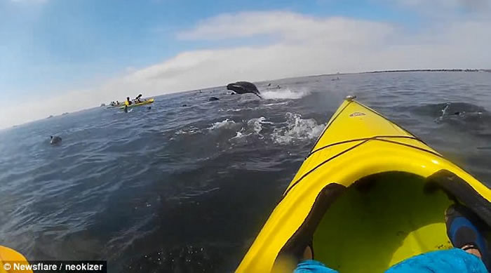 �������ױ����ֶ�ά˹�庣��Ծ��ˮ��ײ������