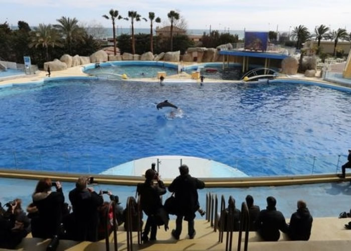 法国禁止水族馆圈养豚鲸。